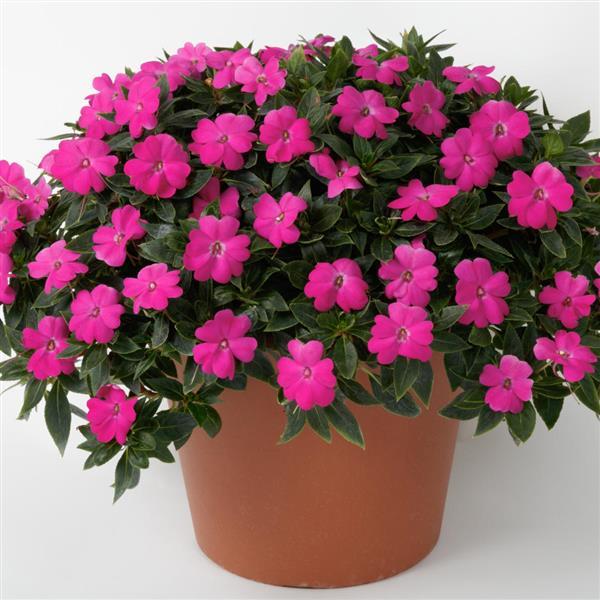 PLANT NAME Container