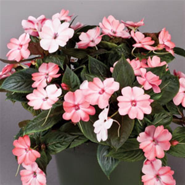 PLANT NAME Container