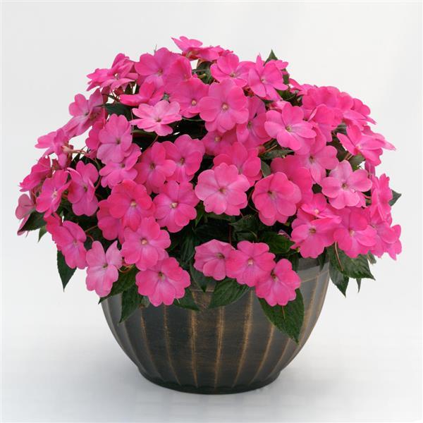 PLANT NAME Container