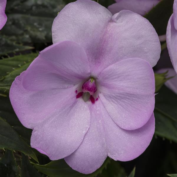 PLANT NAME Bloom
