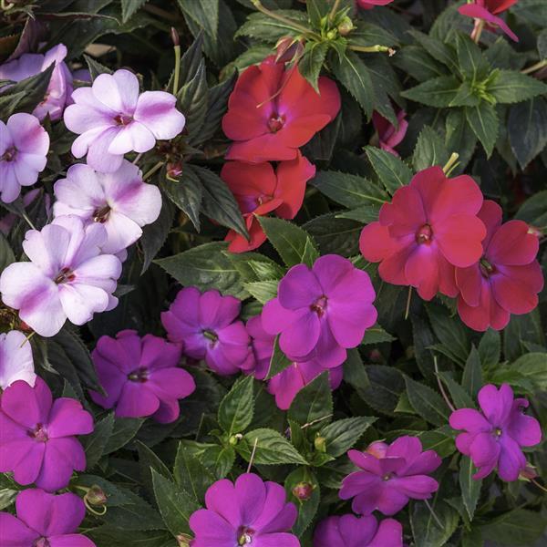 PLANT NAME Bloom