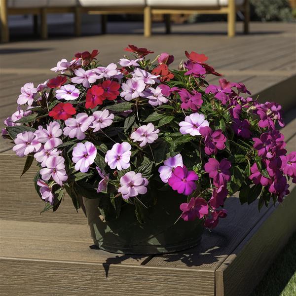 PLANT NAME Container