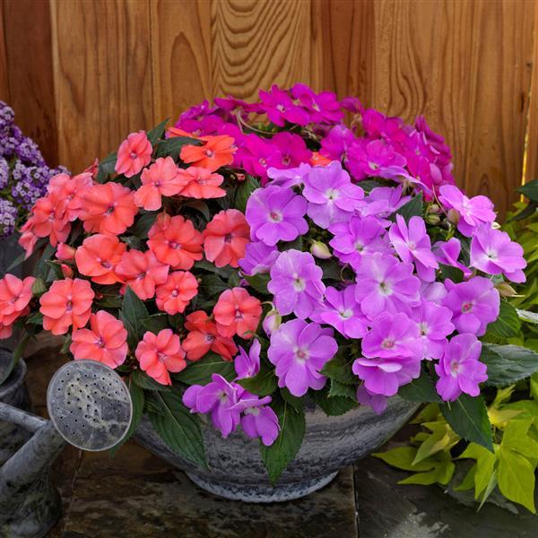 PLANT NAME Container