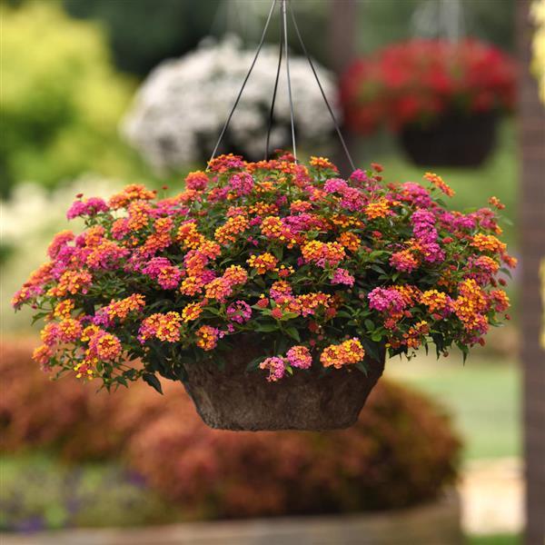 PLANT NAME Basket