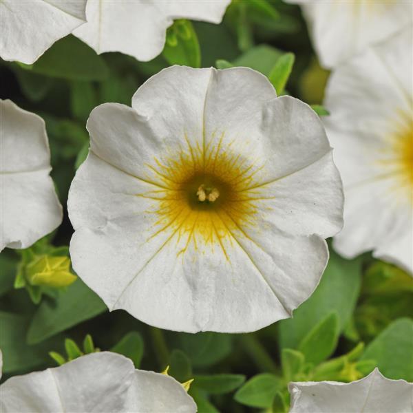 PLANT NAME Bloom