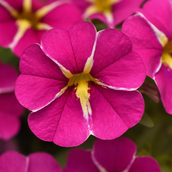 PLANT NAME Bloom