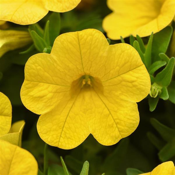 PLANT NAME Bloom