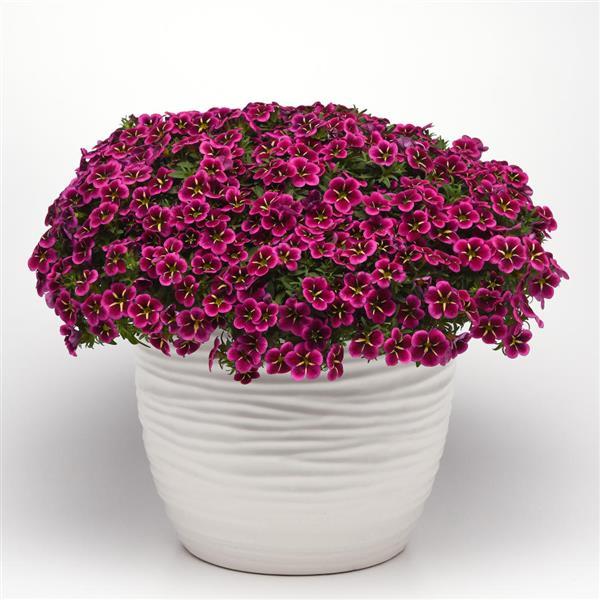 PLANT NAME Container