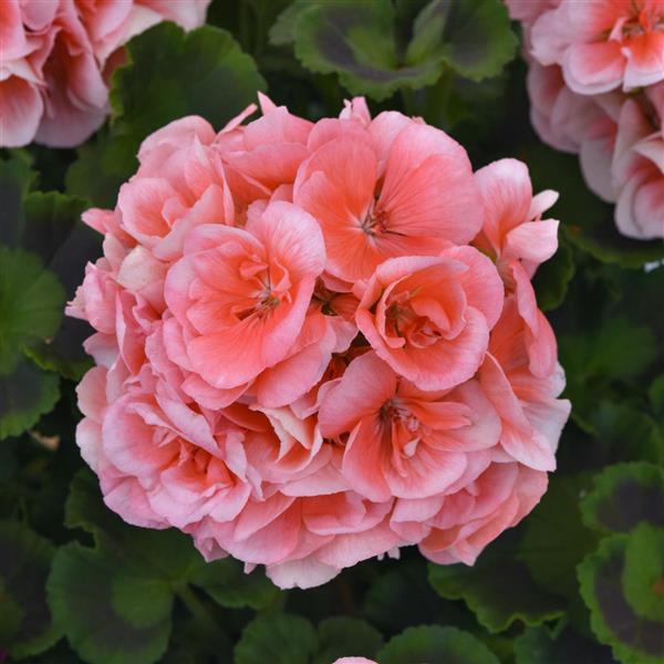 PLANT NAME Bloom