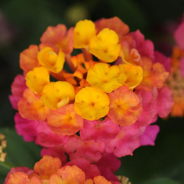 PLANT NAME Bloom