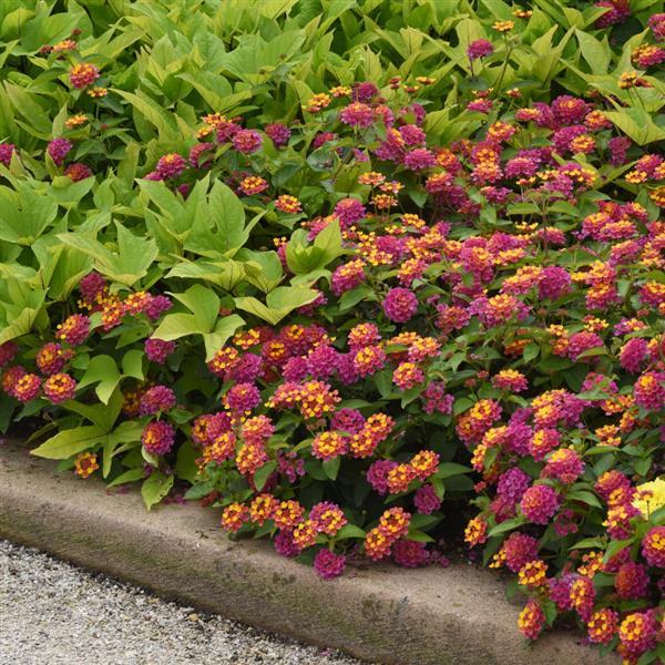 PLANT NAME Landscape
