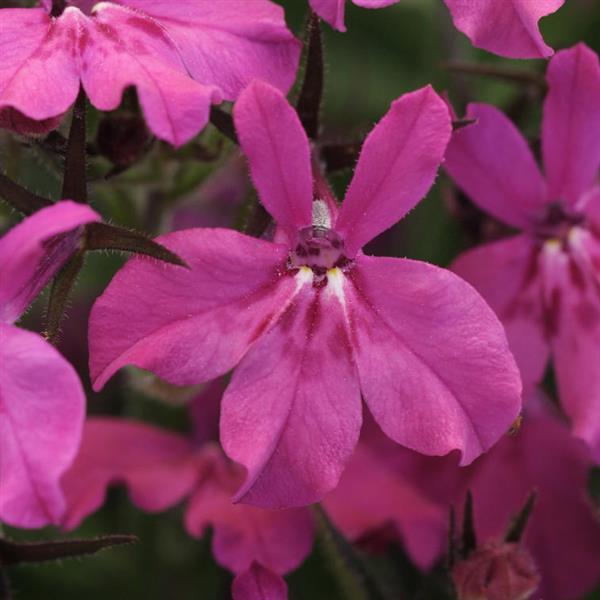 PLANT NAME Bloom