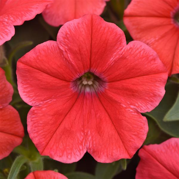 PLANT NAME Bloom