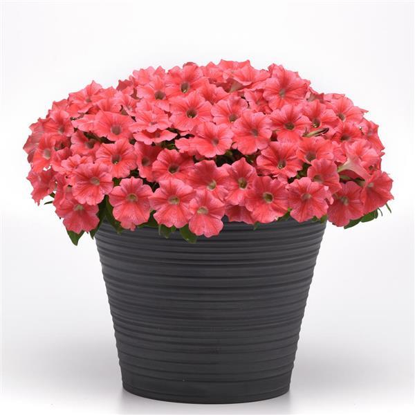 PLANT NAME Container