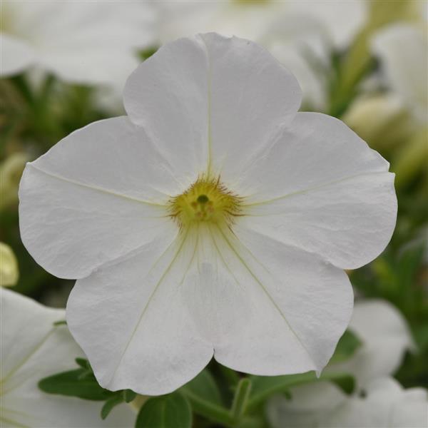 PLANT NAME Bloom
