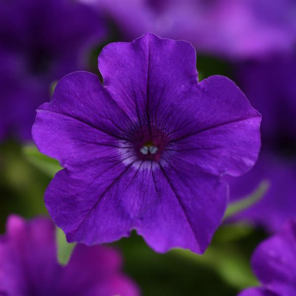 PLANT NAME Bloom