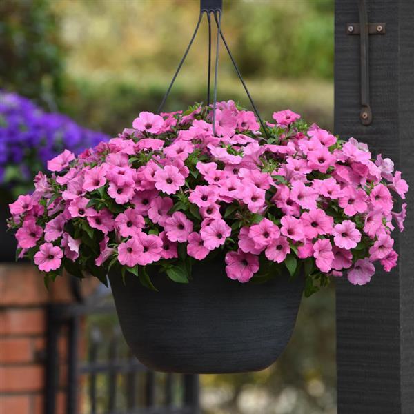 PLANT NAME Basket