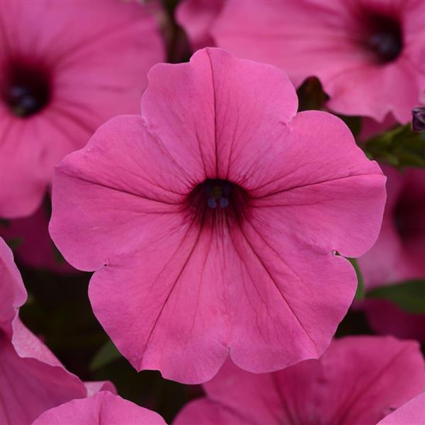 PLANT NAME Bloom