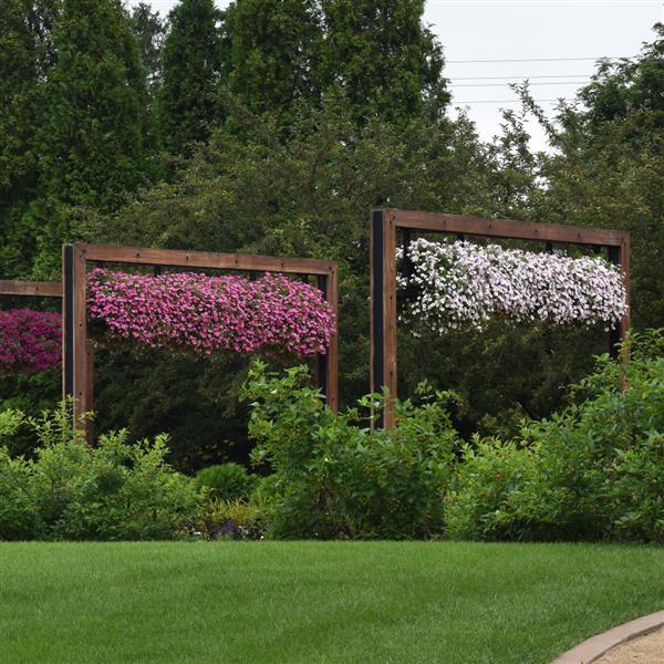 PLANT NAME Landscape