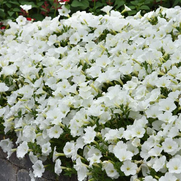 PLANT NAME Commercial Landscape 2