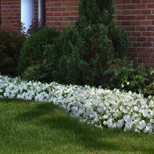 PLANT NAME Commercial Landscape 4