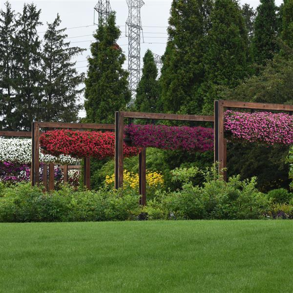 PLANT NAME Landscape