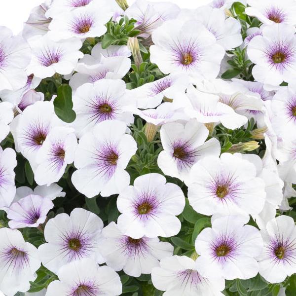 PLANT NAME Bloom