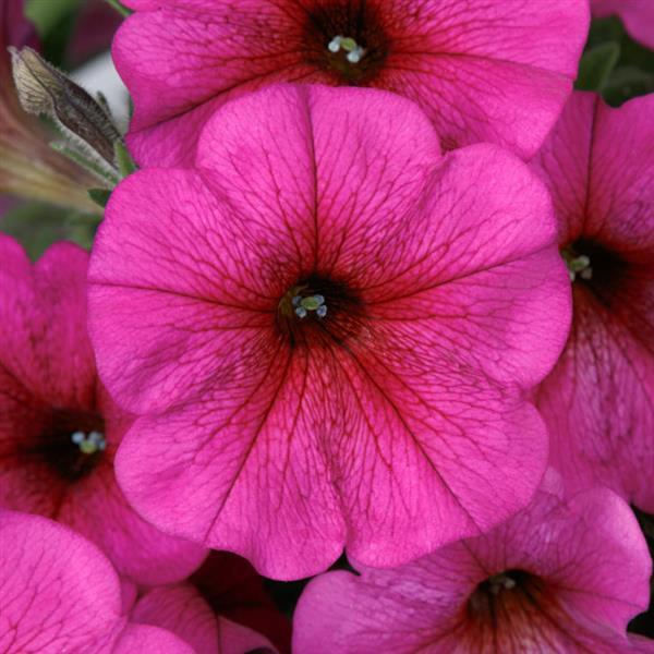 PLANT NAME Bloom