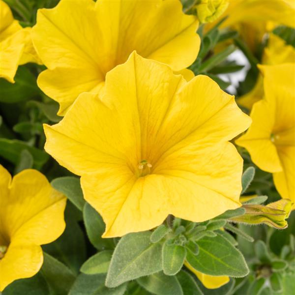 PLANT NAME Bloom