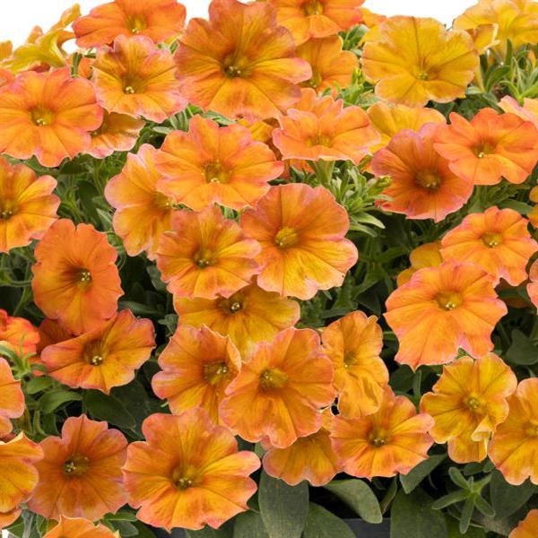 PLANT NAME Bloom
