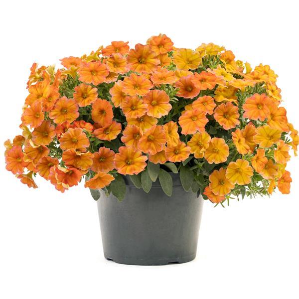 PLANT NAME Container