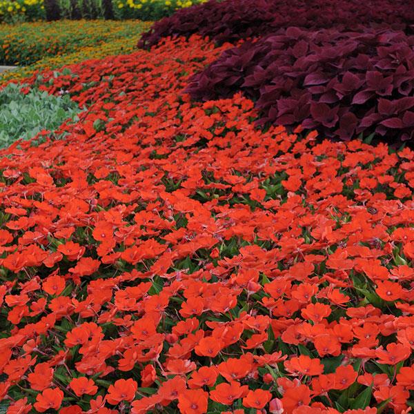 PLANT NAME Landscape