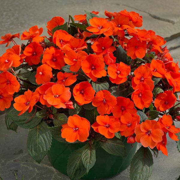 PLANT NAME Container