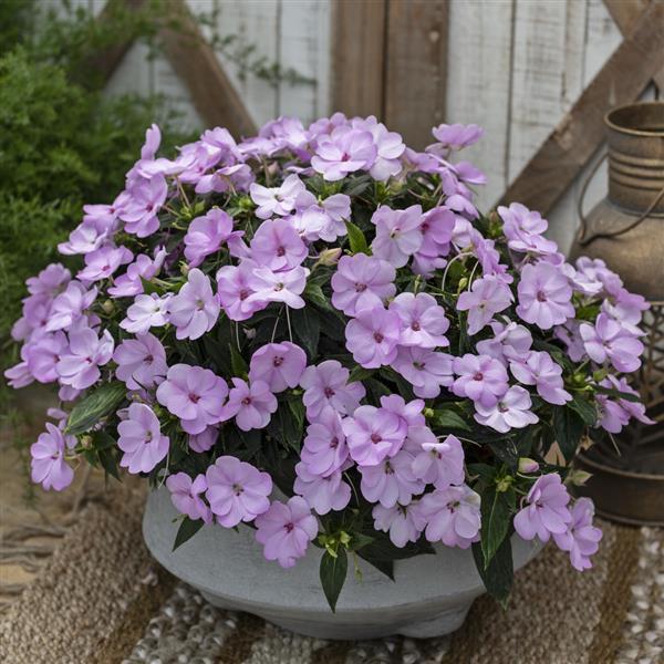 PLANT NAME Container