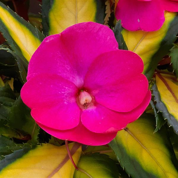 PLANT NAME Bloom