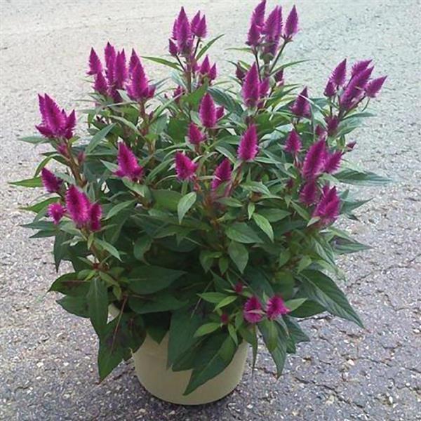 PLANT NAME Container