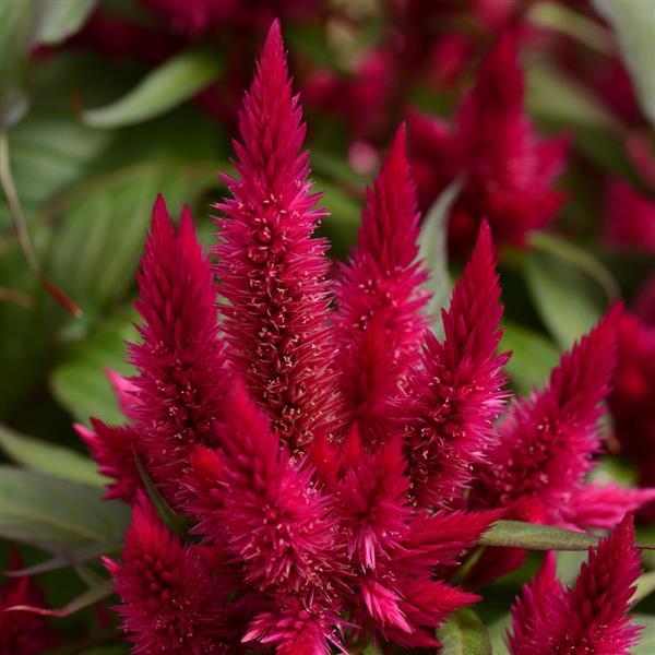 PLANT NAME Bloom