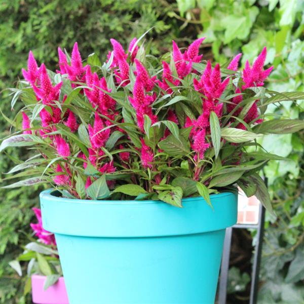 PLANT NAME Container