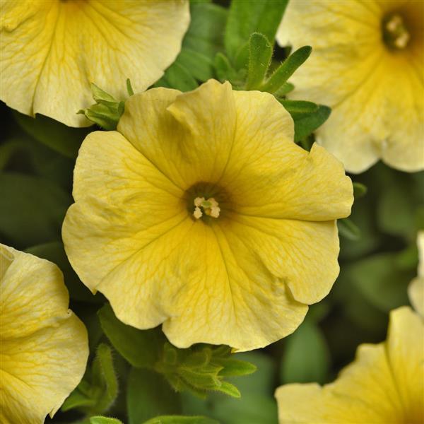 PLANT NAME Bloom
